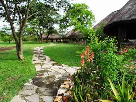 Uganda wildlife safari semliki safari lodge
