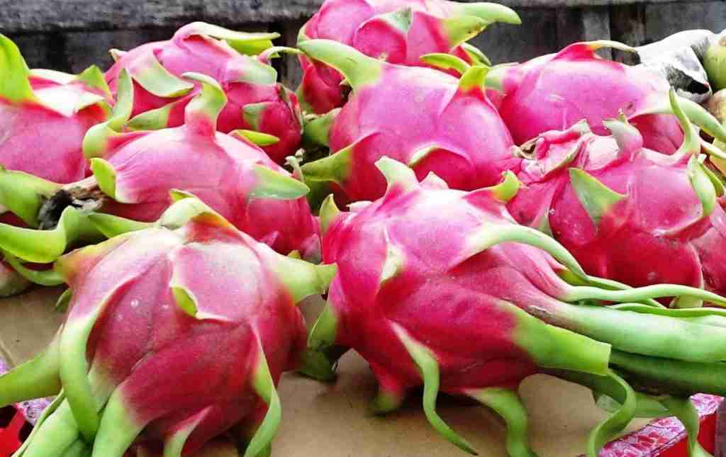 Dragon fruit are delicious for breakfast when you'reTravelling in Vietnam