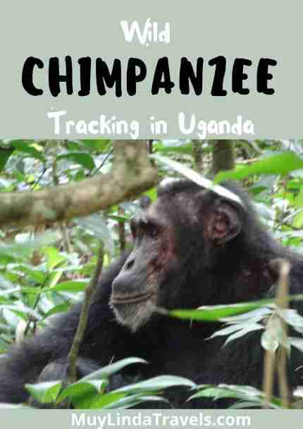 wild chimpanzee tracking in uganda