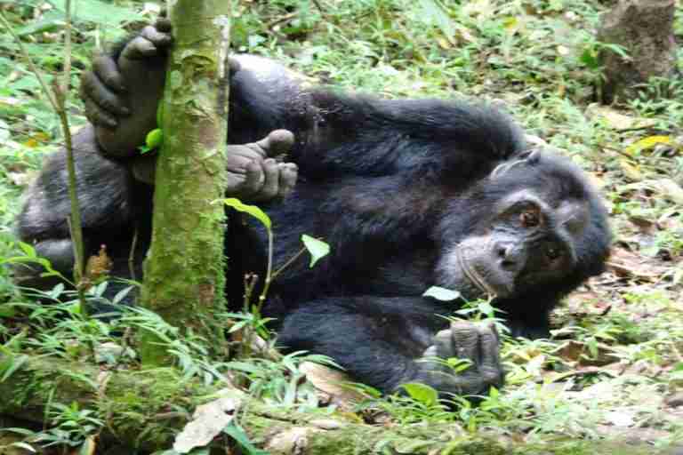 Wild Chimpanzee Tracking in Uganda – An Adventure of a Lifetime!