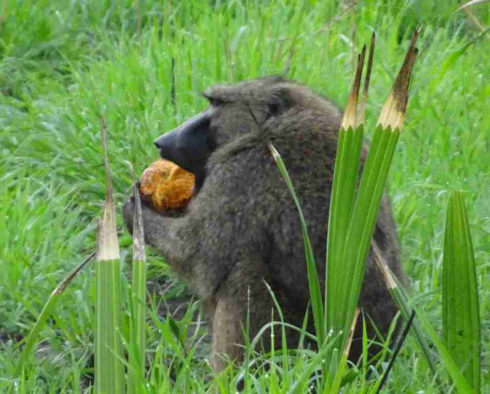 cheeky babboons in Semliki nature reserve