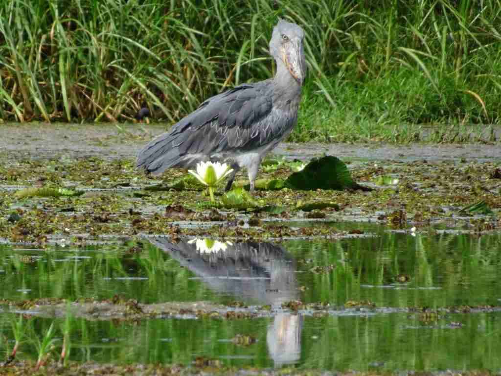 rare shoebill on Lake Albert in Uganda