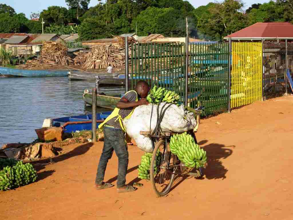 bananas on a bicycle