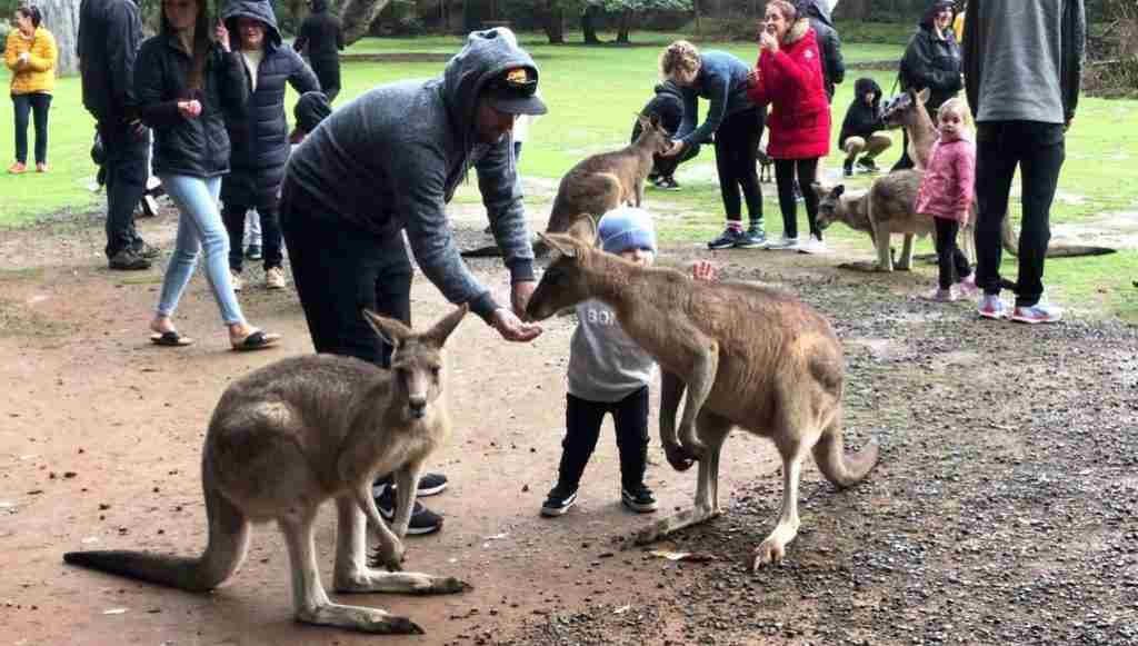 Hand feeding Kangaroos