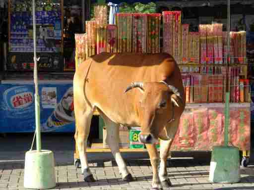 A friendly cow in Ngong Ping Village