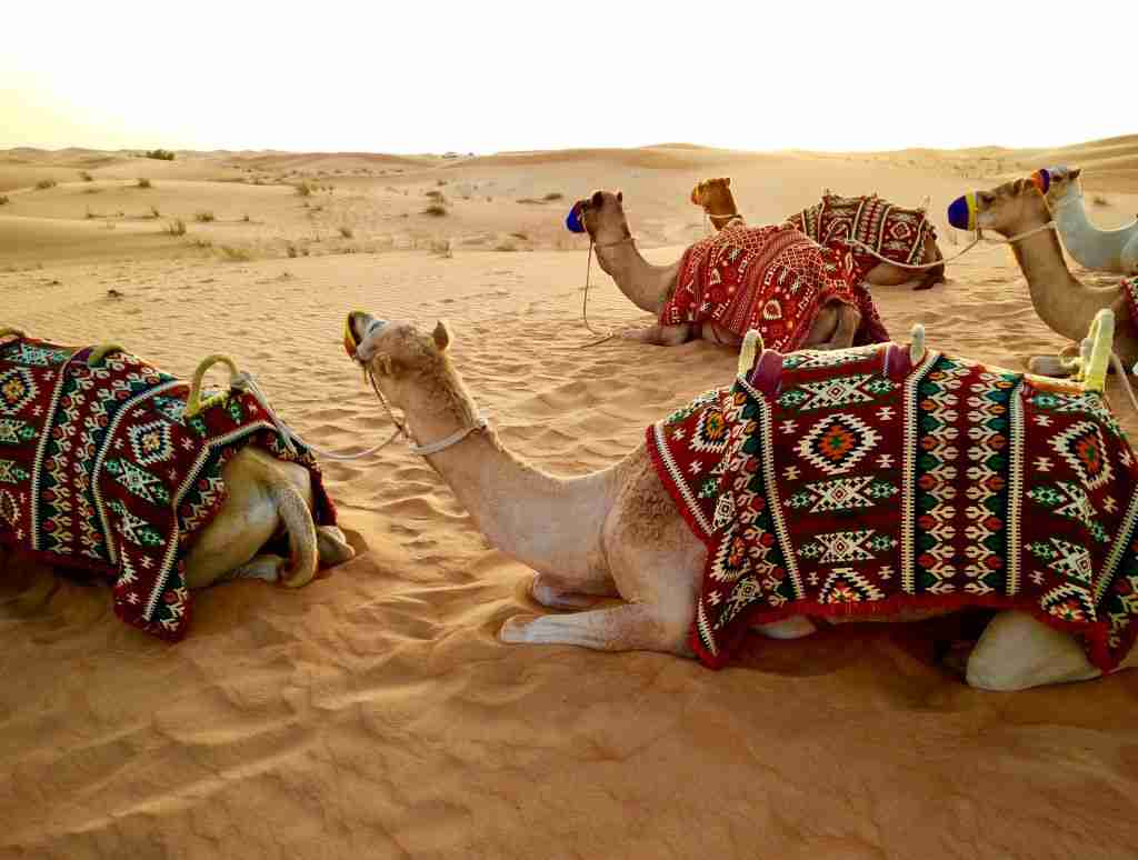camels sitiing in the sand in the desert on Dubai layover