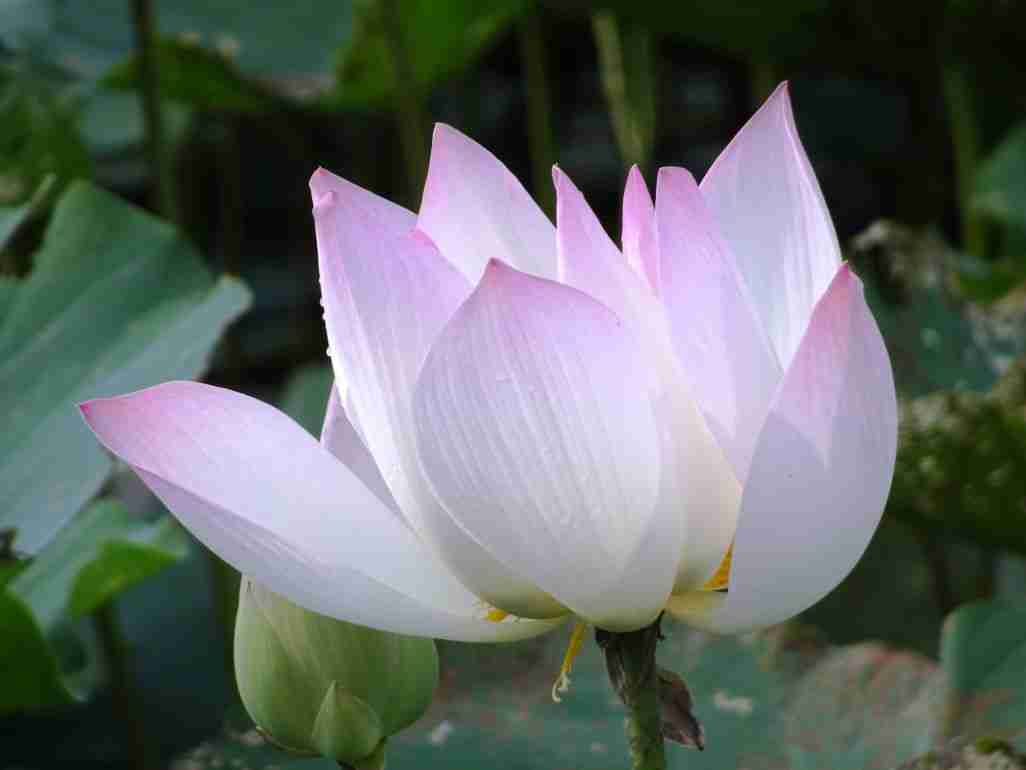 A beautiful pink lily flower visiting Battambang in Cambodia