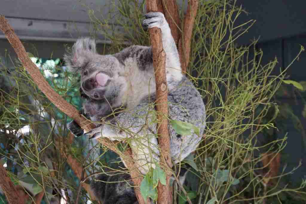 Cuddly Koala Bear