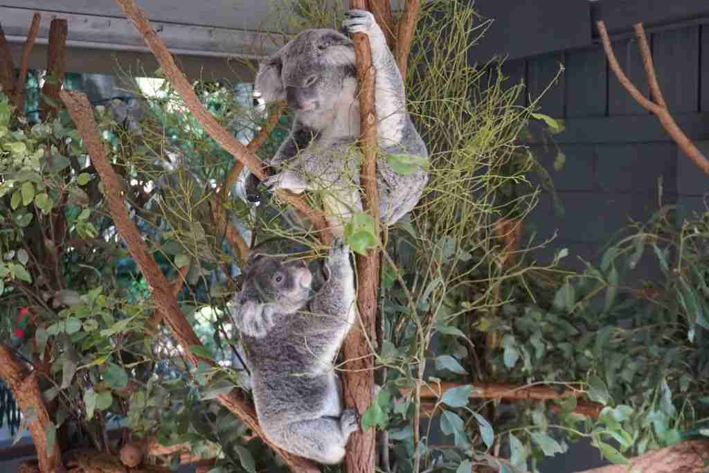 cuddly koalas