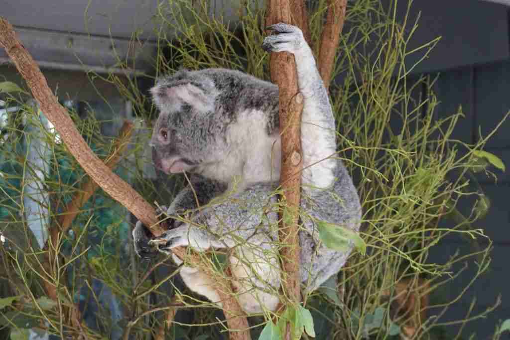 Australian koala bear