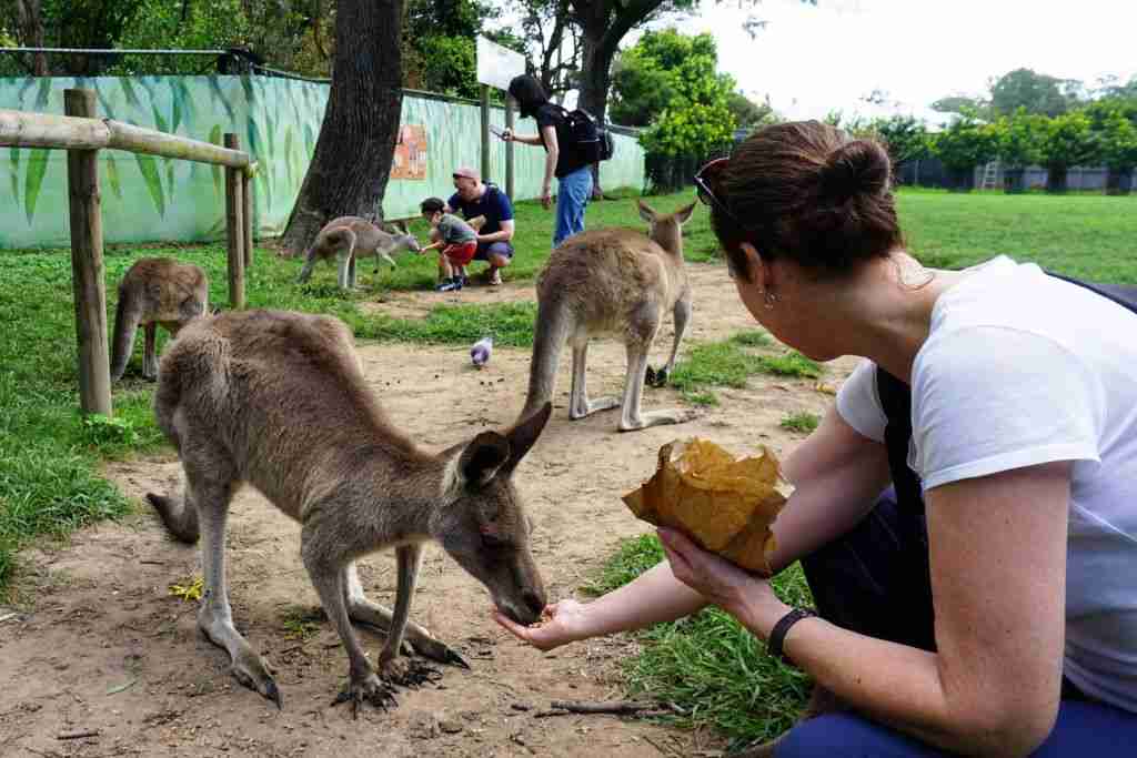 hand feeding kangaroos