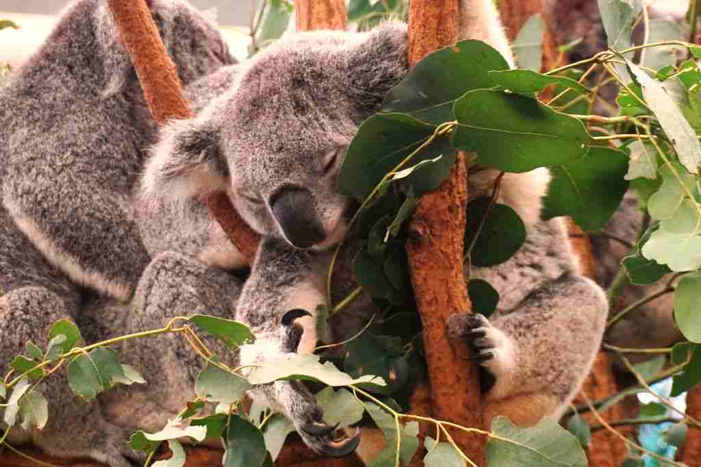 Cuddly koalas