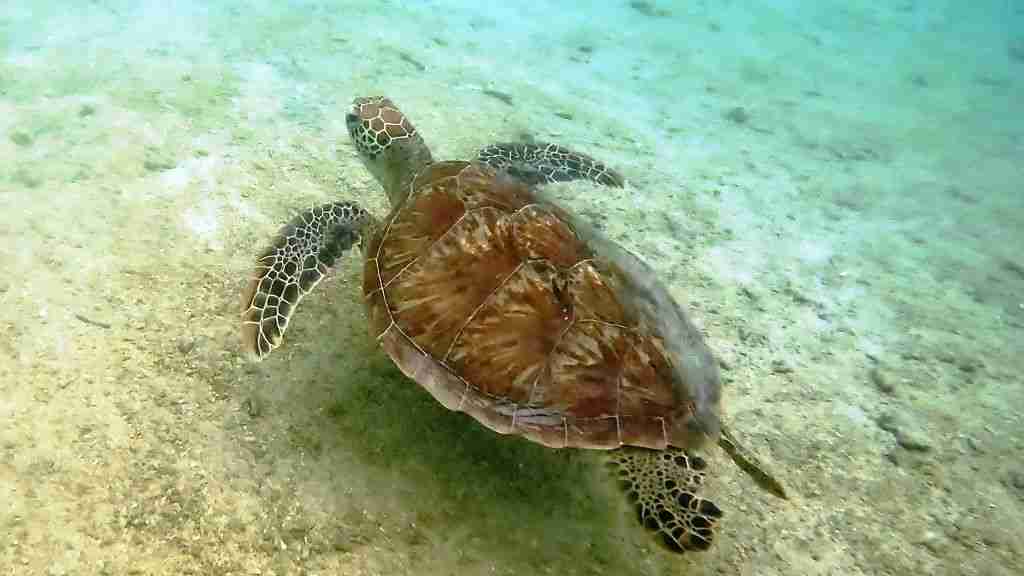 A Green Turtle on the Great Barrier Reef