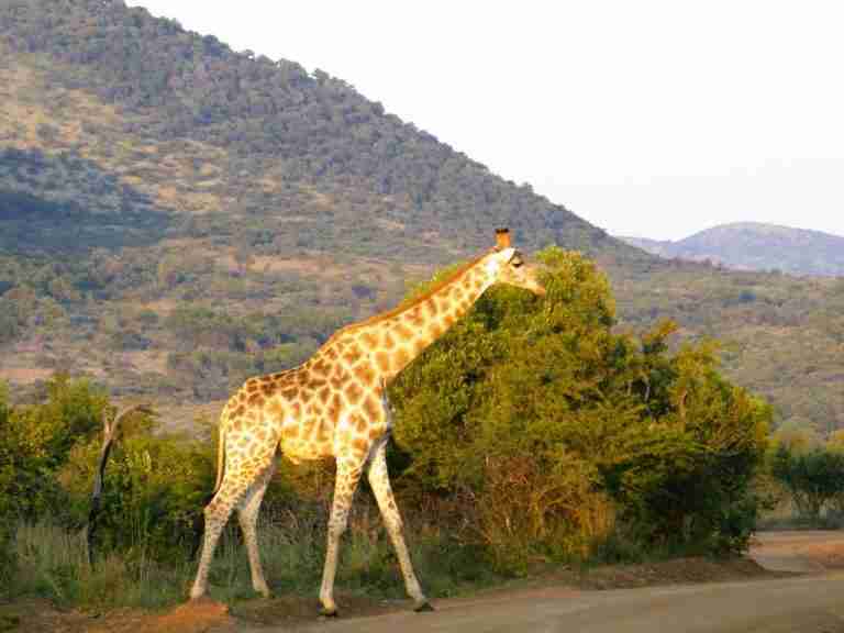 giraffe South Africa