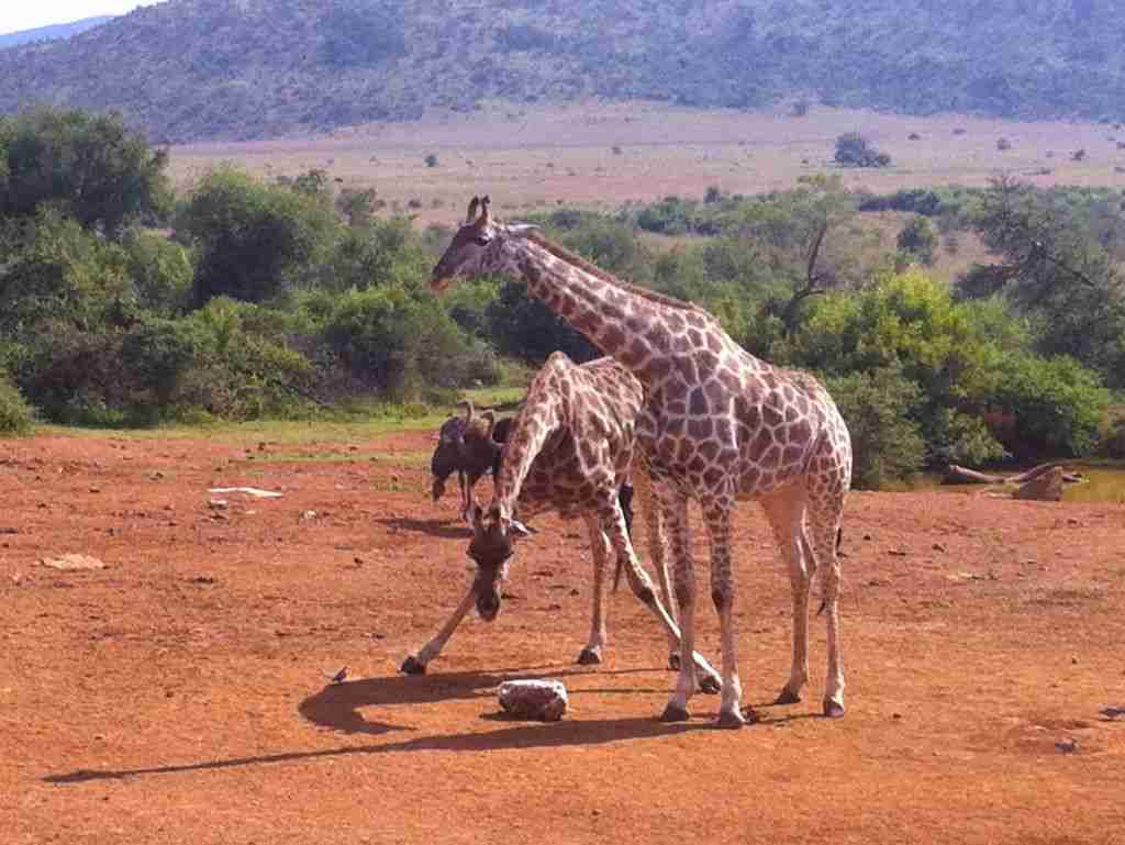 giraffe enjoying a salt lick on a South African Safari holiday
