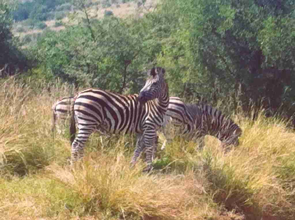 zebras in the Pilanesberg National Park