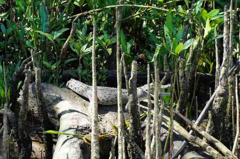 A baby crocodile near the Daintree River in Queensland