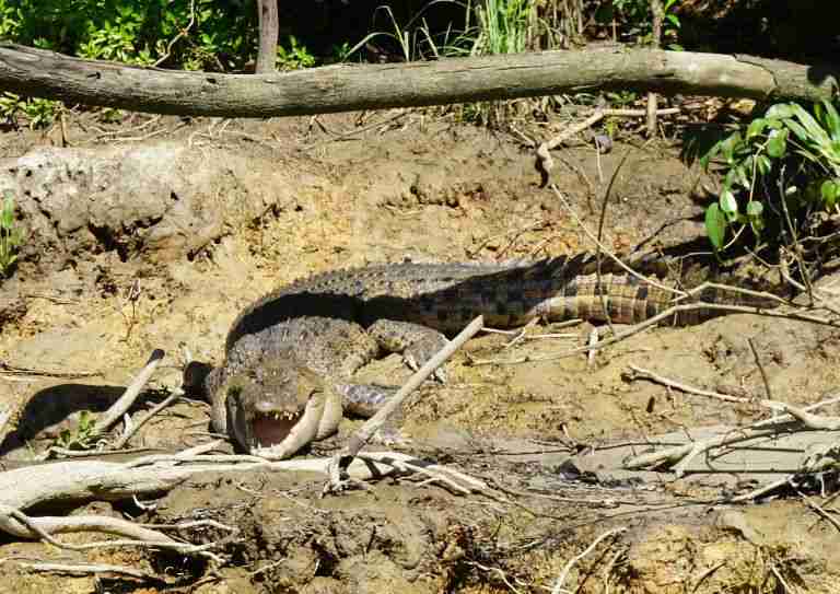 A Crocodile sunning itself on the banks of the Daintree River