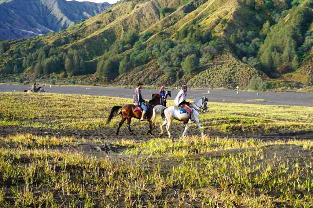 horses at the Sea of Sands