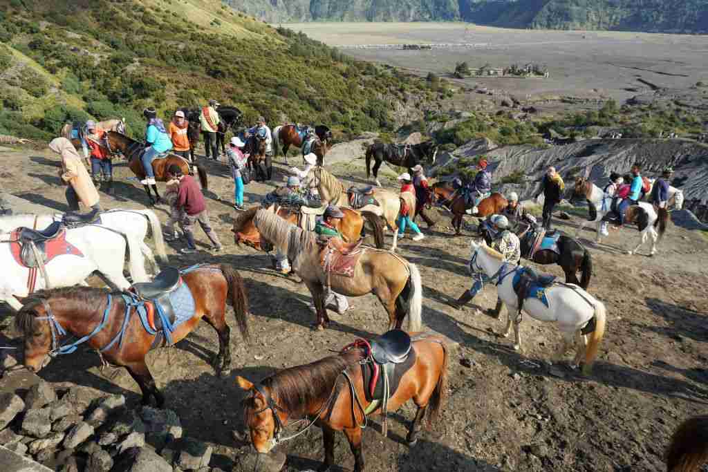 Horses waiting to take their riders across the Sea of Sands