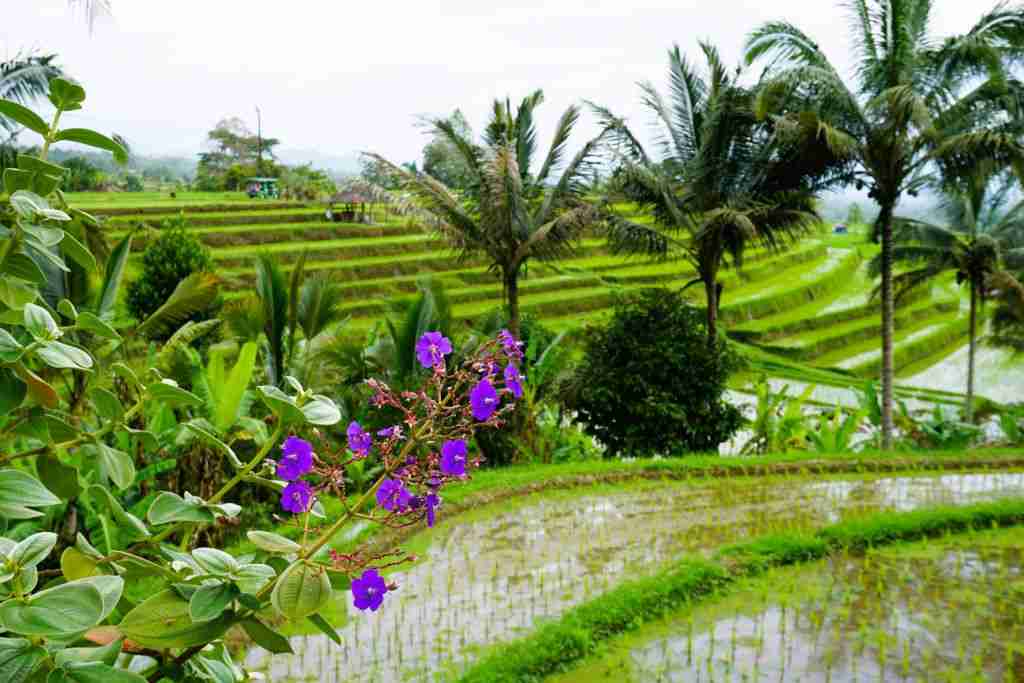 Solo traveling to Bali and visiting the vivid green Jatiluwih Rice Terraces