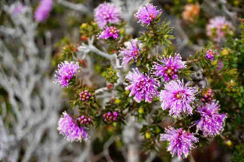 small purple wild flowers on the 3 Capes walk in Tasmania
