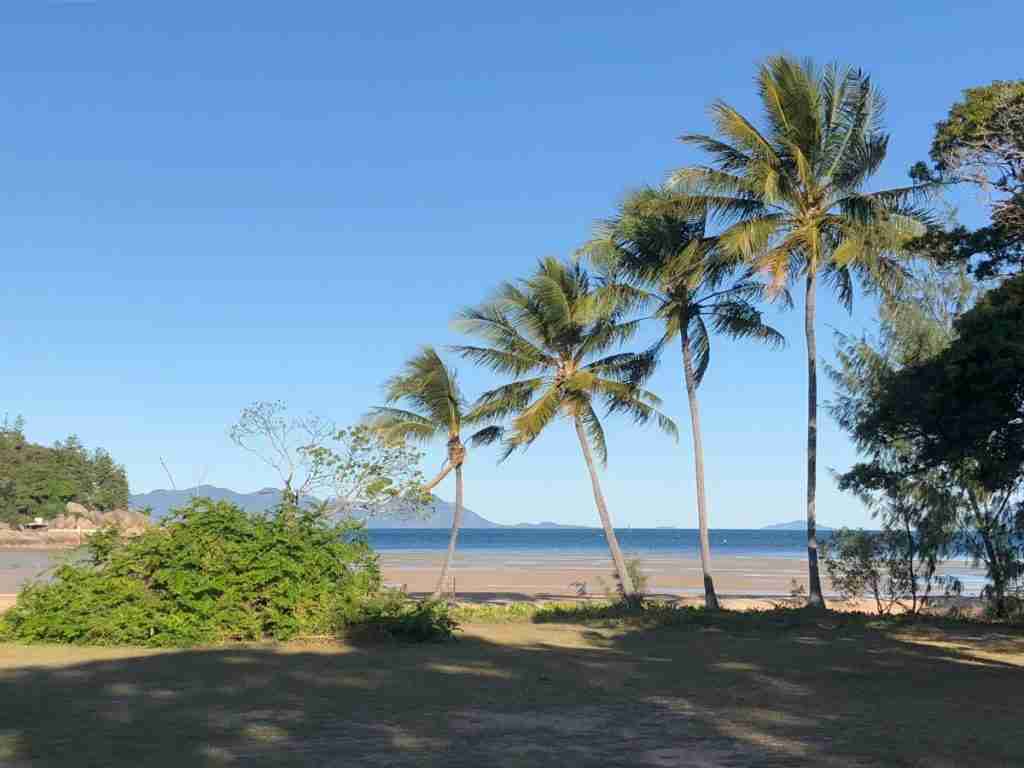 Palm trees near the beach in Arcadia on Magnetic Island 