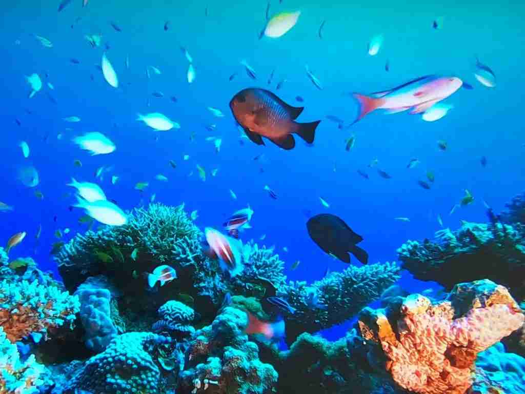 Tropical Fish and coral at the Cairns Aquarium