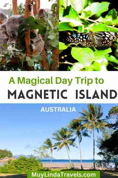 see koalas. wallabies and butterflies on a day trip to Magnetic Island