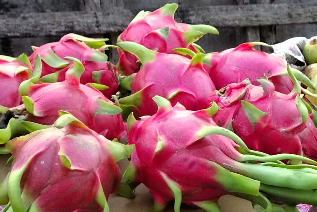 bright pink dragonfruit with green stems 