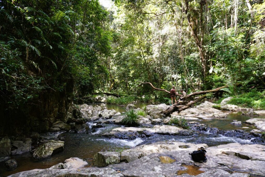 Rainforest walk near Kuranda village