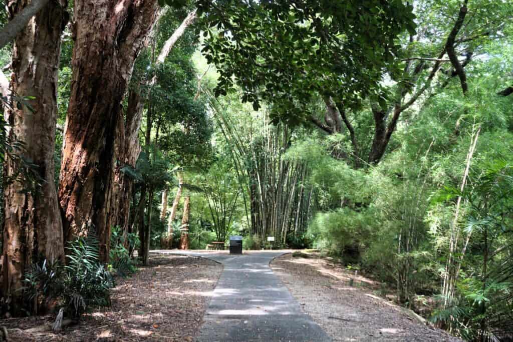 Lush green trees on a Rainforest walk in the Cairns Botanic Gardens